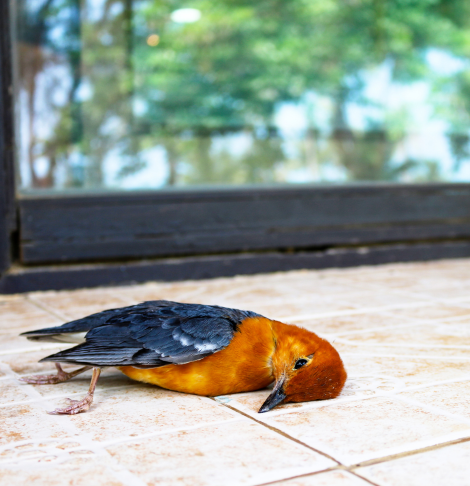 Chirnside Park Dead Animal Removal