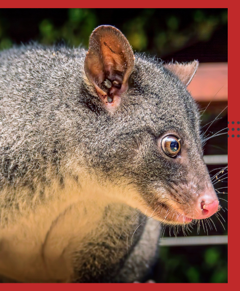 Possum Removal Chirnside Park